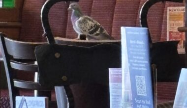 There’s a pigeon in Spoons