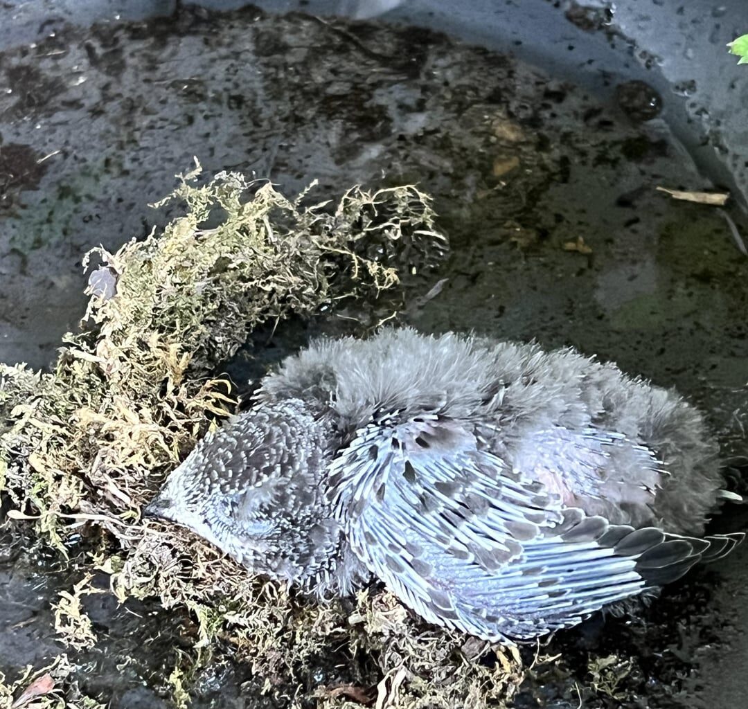 Baby-Vogel gefunden was tun (schnelle Hilfe wäre toll)