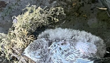 Baby-Vogel gefunden was tun (schnelle Hilfe wäre toll)