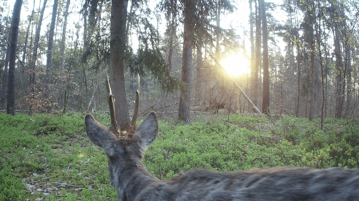 Reh Bock am Morgen