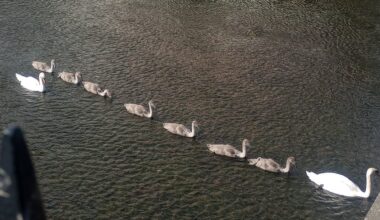 Swan Convoy on the Tolka