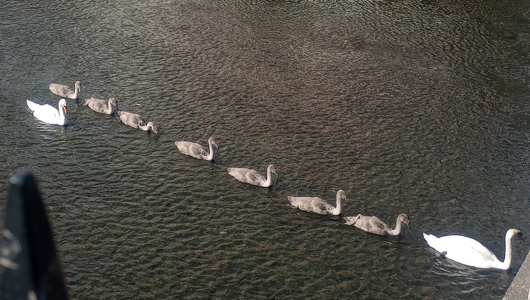 Swan Convoy on the Tolka
