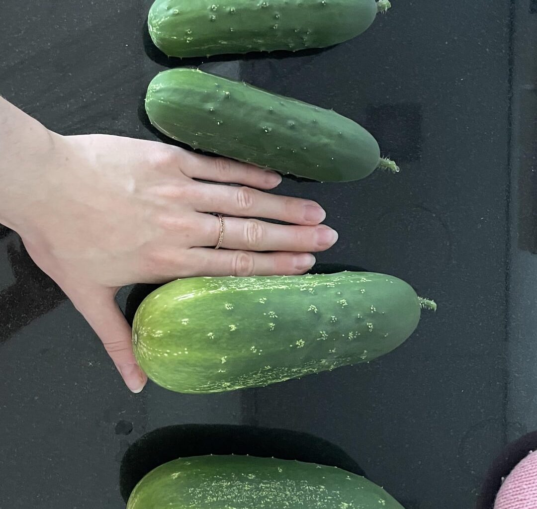 Habe zwei Snackgurken die sich versteckt hatten entdeckt… sind das schon Kürbise?