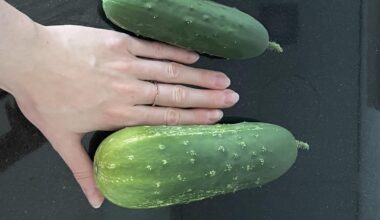 Habe zwei Snackgurken die sich versteckt hatten entdeckt… sind das schon Kürbise?