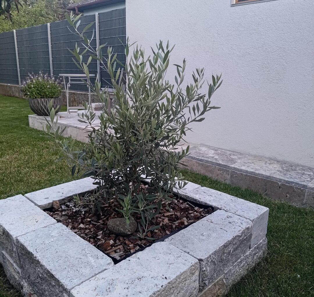 Tipp zum Schneiden meines Olivenbaums gesucht