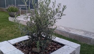 Tipp zum Schneiden meines Olivenbaums gesucht