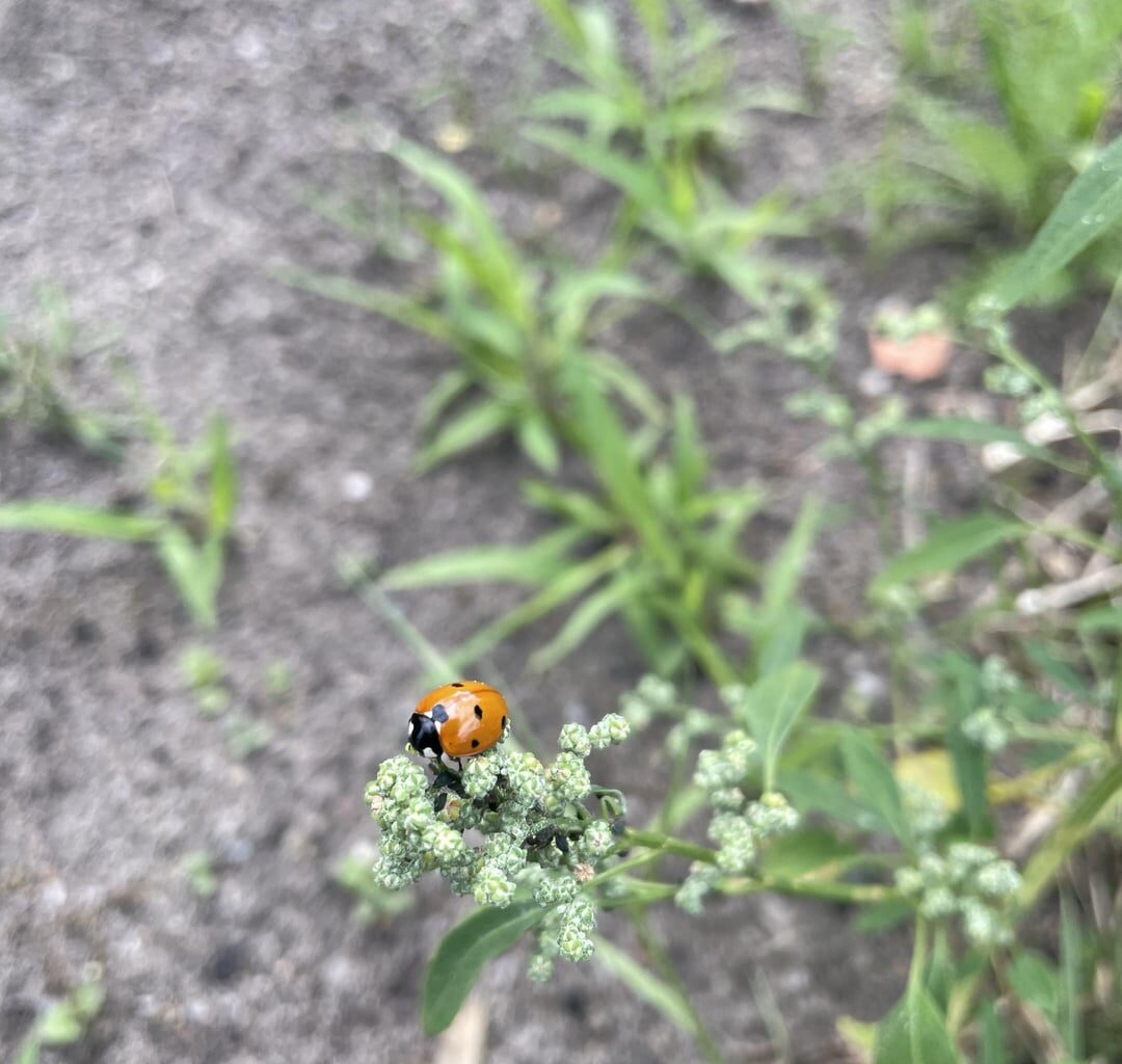 Die langersehnte Rettung in meinem Garten