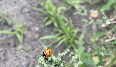 Die langersehnte Rettung in meinem Garten