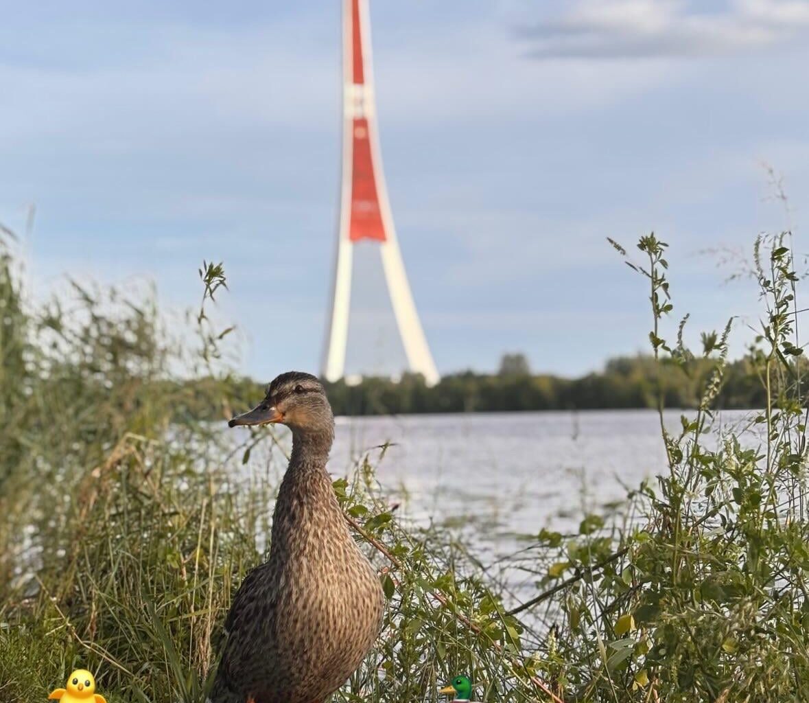 Duck family