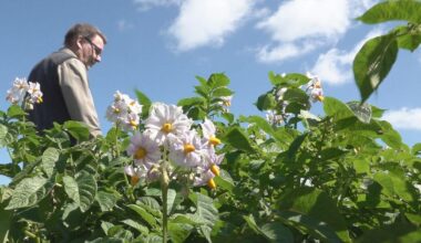 Potatisfält besprutas med PFAS – riskerar hamna i grundvattnet