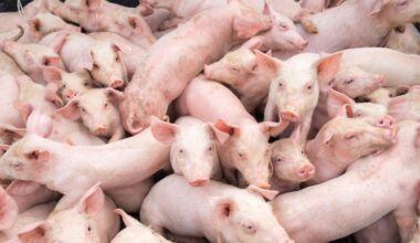 Zu wenig Platz im Gehege: Tönnies tötet 16 Millionen Schweine