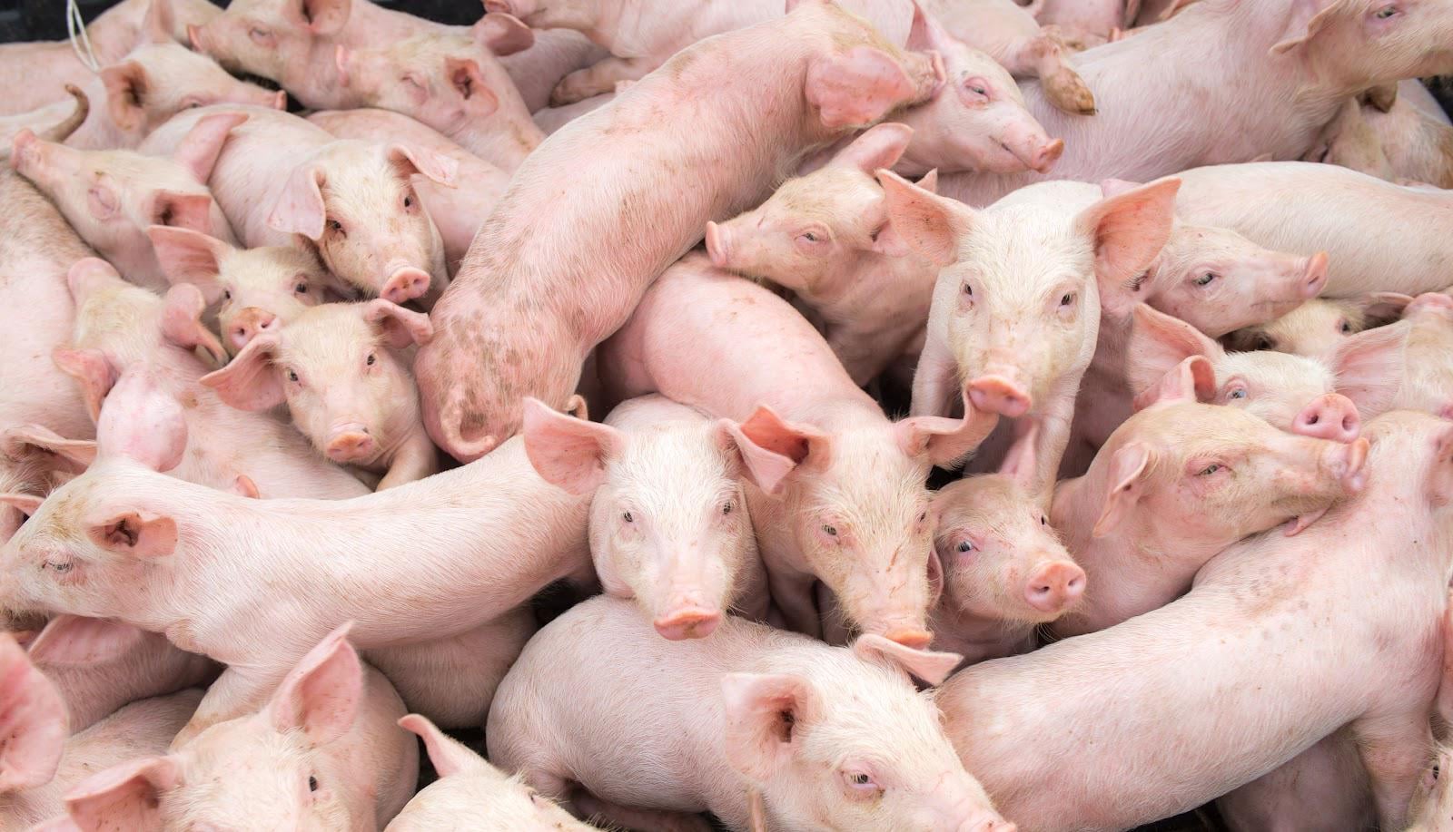 Zu wenig Platz im Gehege: Tönnies tötet 16 Millionen Schweine