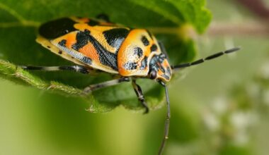 Eurydema ornata Schwarzrückige Gemüsewanze