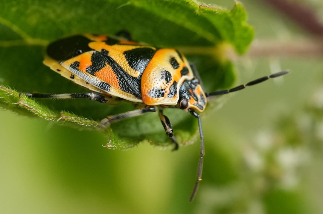 Eurydema ornata Schwarzrückige Gemüsewanze