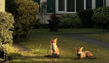 London's wildlife :)