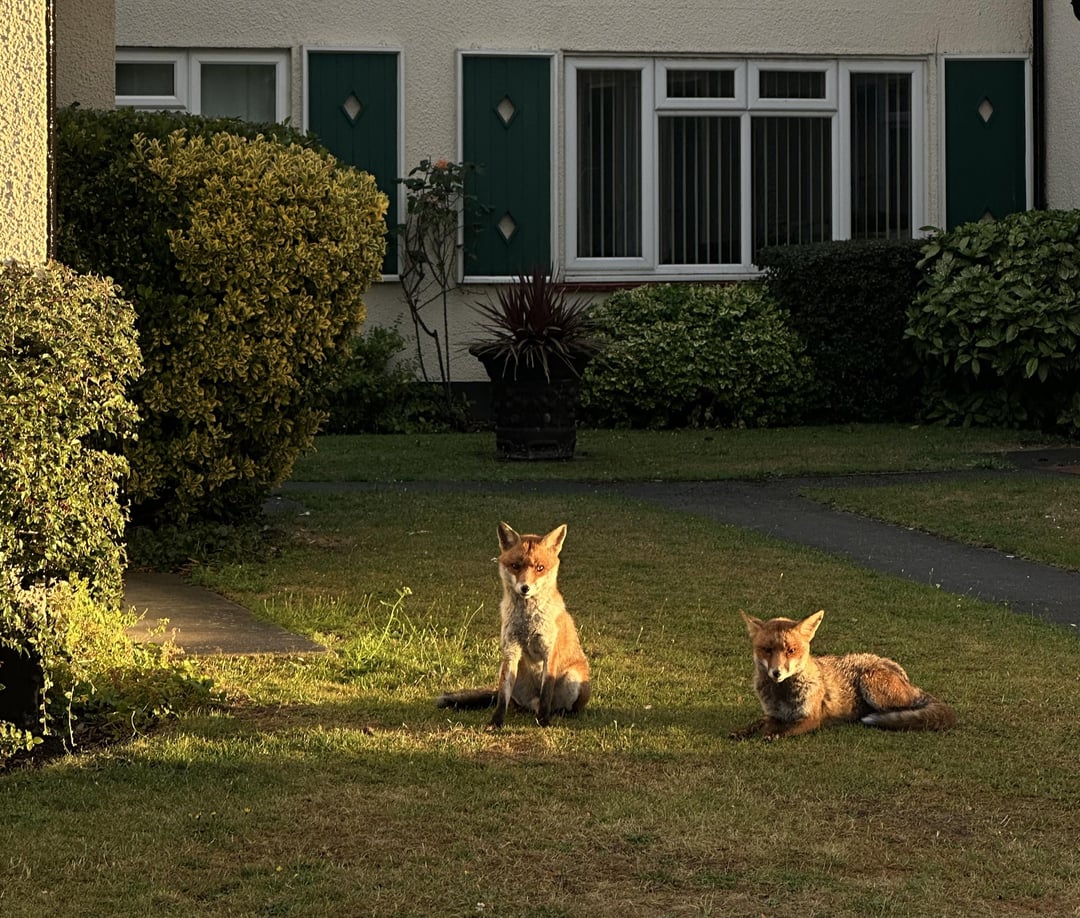 London's wildlife :)