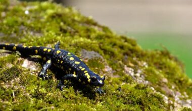 Ich habe so einen Salamander mal auf einer Klassenwanderung im Wald gesehen. Ist er giftig?