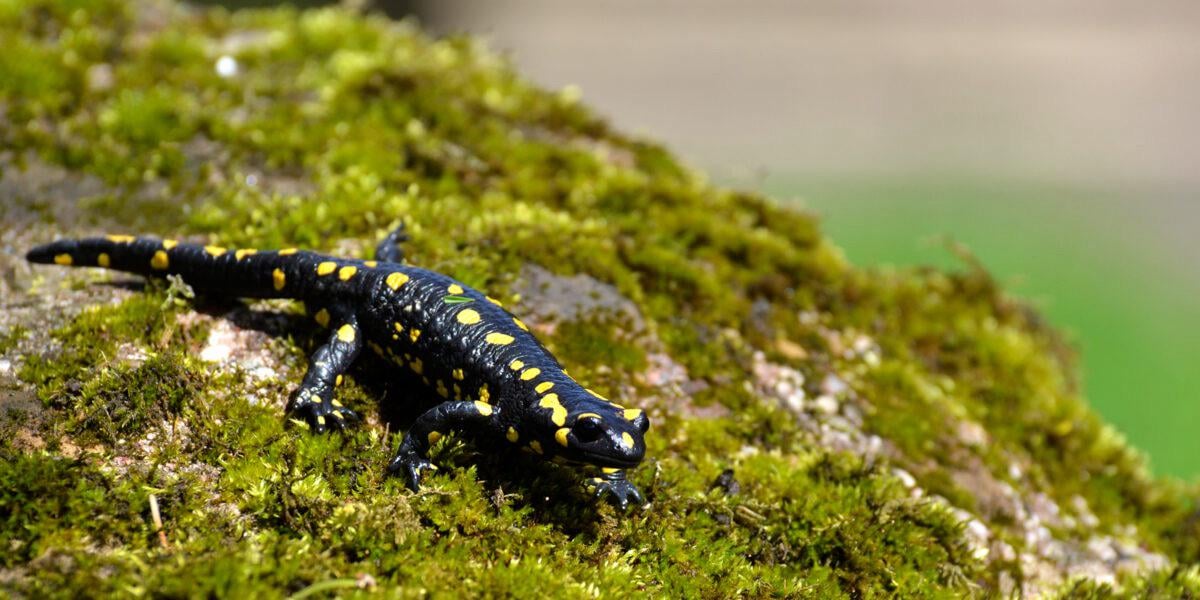 Ich habe so einen Salamander mal auf einer Klassenwanderung im Wald gesehen. Ist er giftig?