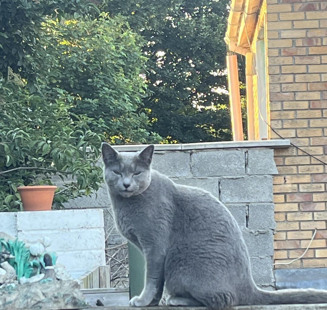 Lost Cat in Dublin 8.