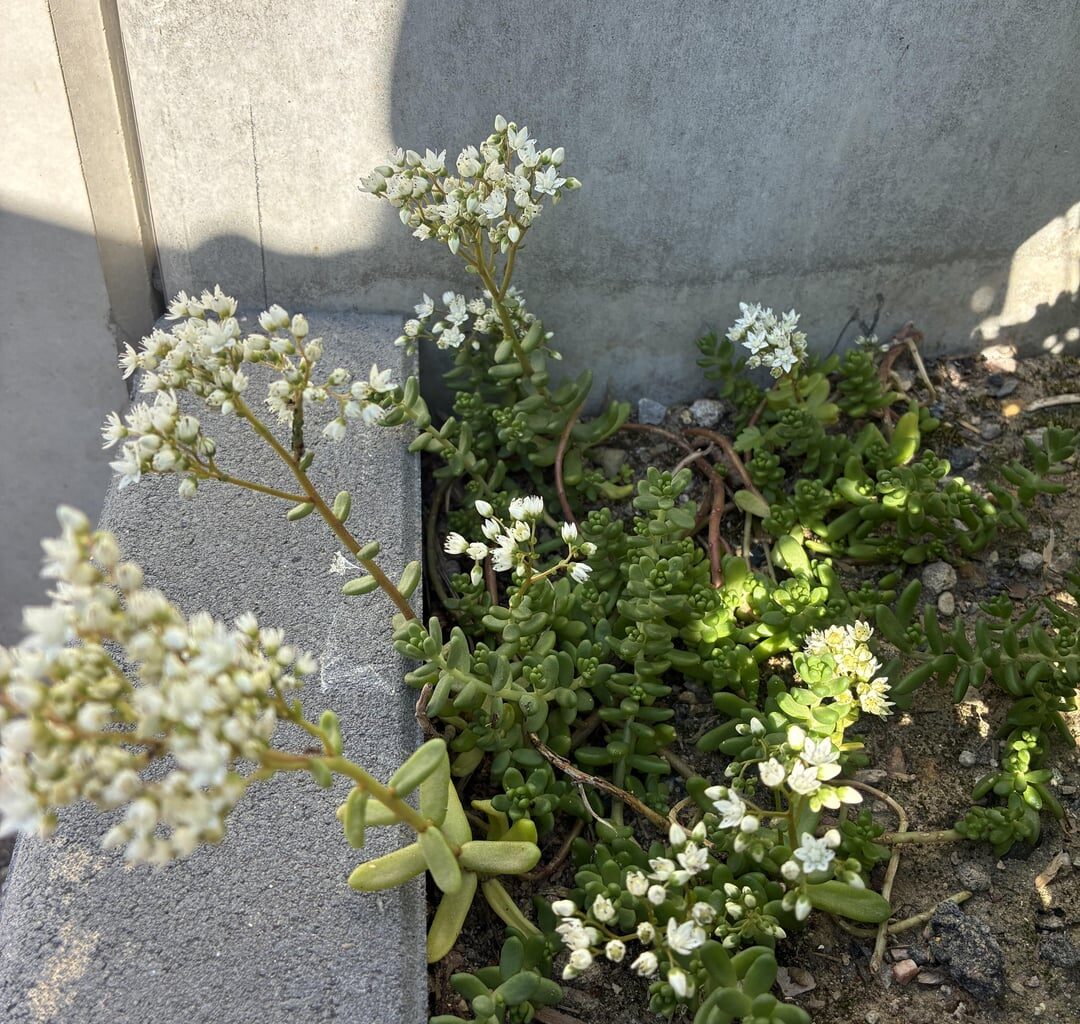 Gönnt euch Sedum im Garten!
