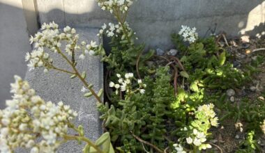 Gönnt euch Sedum im Garten!