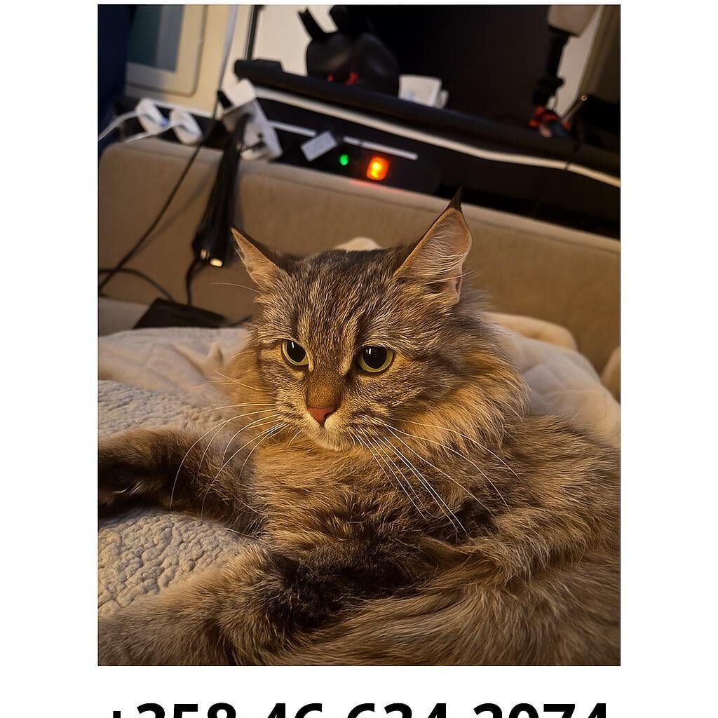 Cat missing in Korso, Vantaa