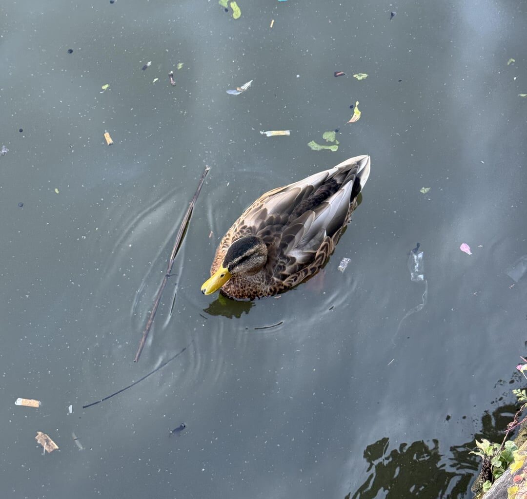 Poor ducks eating plastic in Ghent