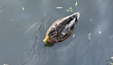 Poor ducks eating plastic in Ghent