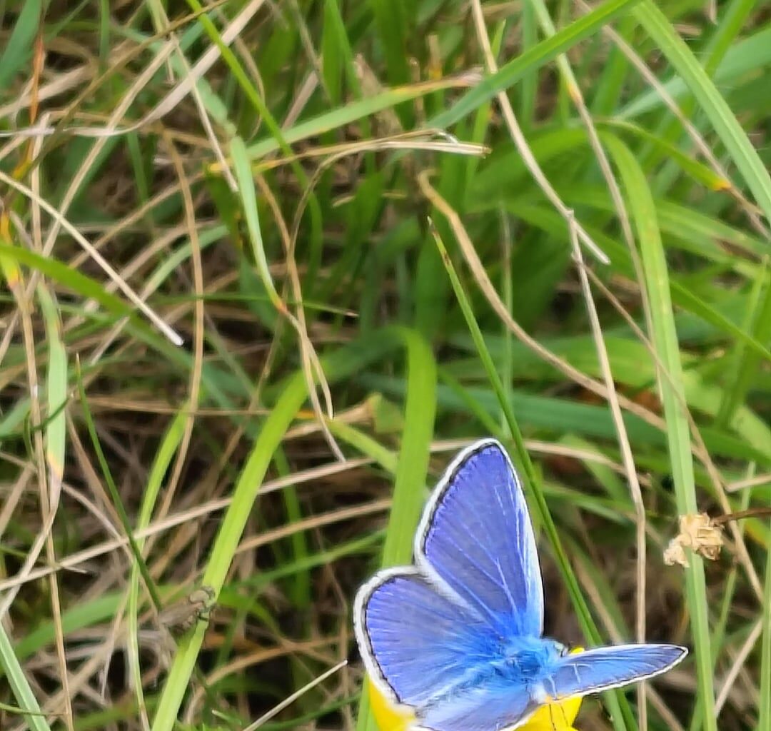 Blau