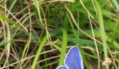Blau