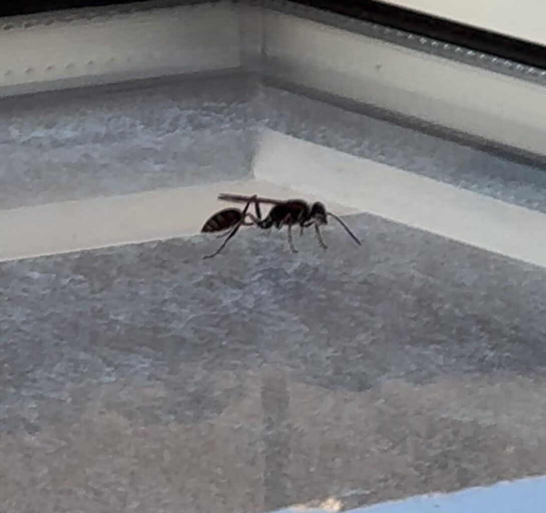 Saw this flying thing this morning, is this some kind of ant? Does someone know what it is?