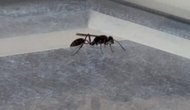 Saw this flying thing this morning, is this some kind of ant? Does someone know what it is?
