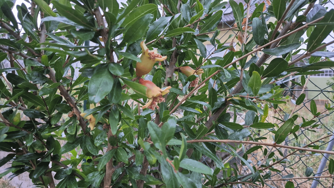 Granatapfel blüht zwar, trägt aber keine Früchte