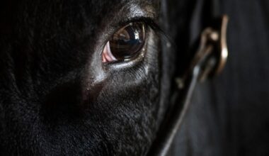 Escaped raging bull found in western Switzerland in a pen surrounded by several cows