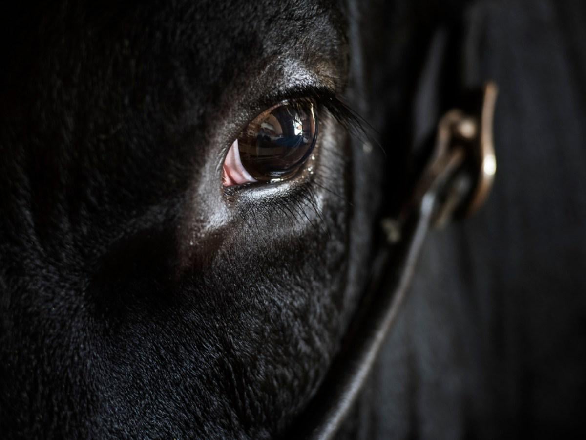 Escaped raging bull found in western Switzerland in a pen surrounded by several cows