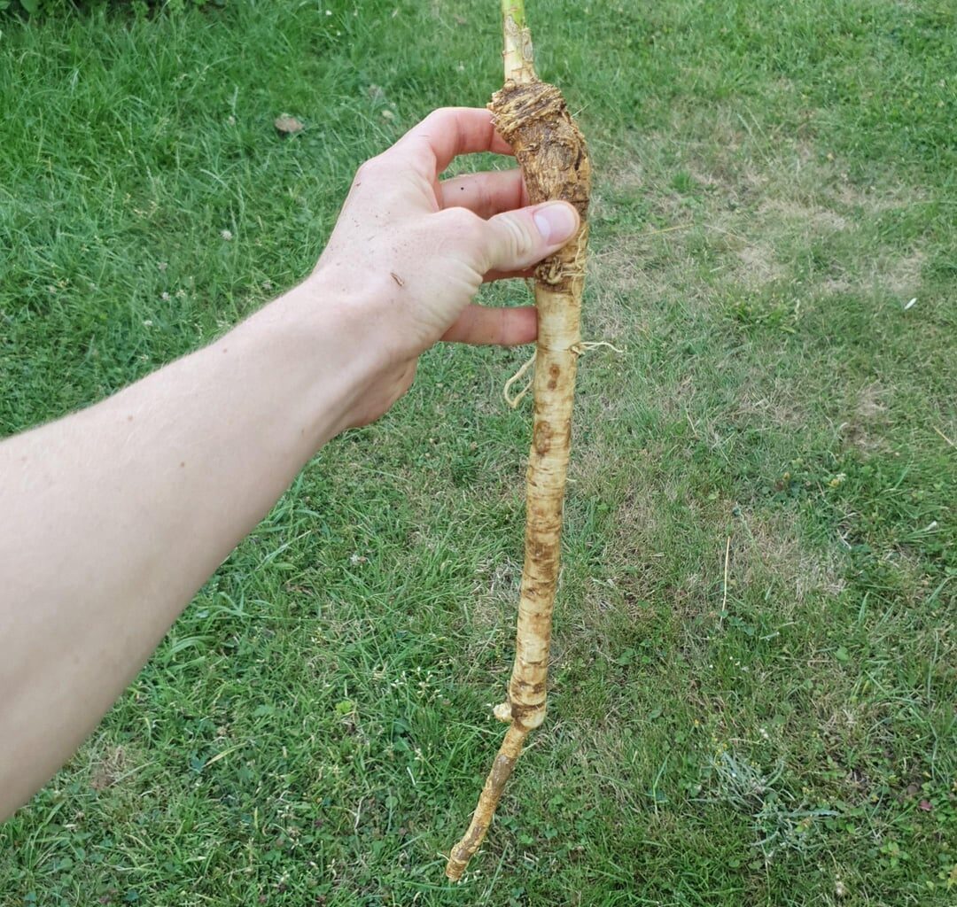 Hab ich da Meerrettich gefunden?