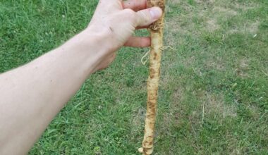 Hab ich da Meerrettich gefunden?