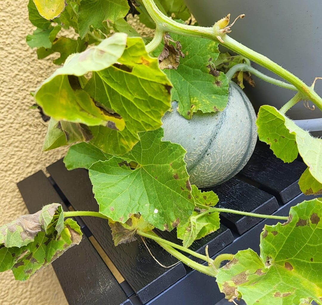 Zucketmelone - mit Problem?