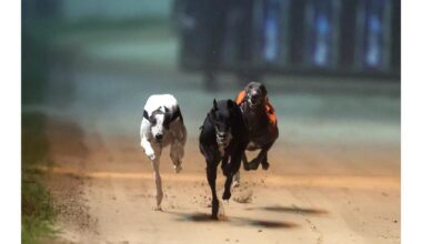 Greyhound industry ‘greed’ to blame for ‘barbaric’ and ‘highly unethical’ surgery on dogs, says TD