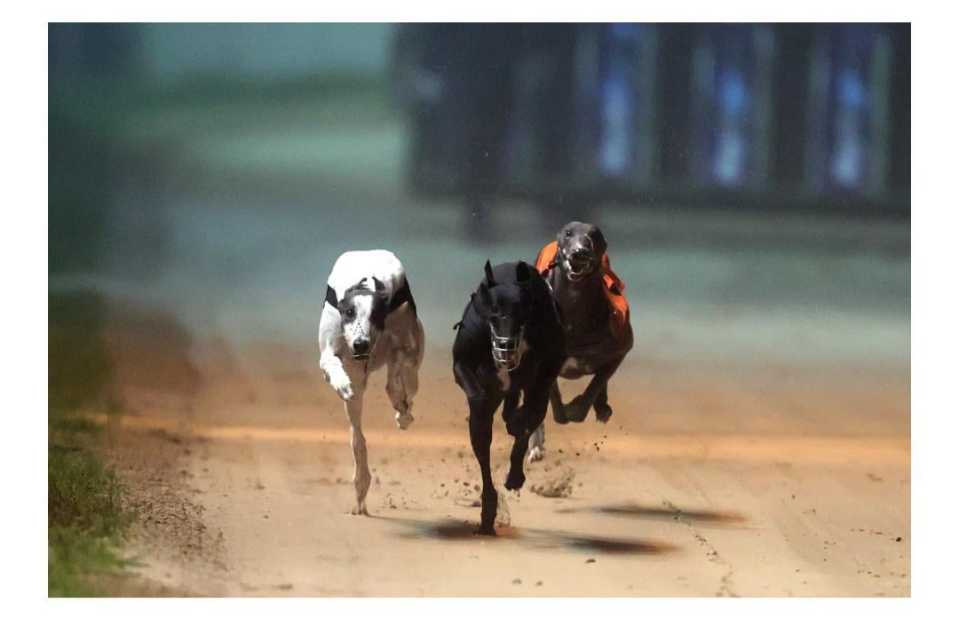 Greyhound industry ‘greed’ to blame for ‘barbaric’ and ‘highly unethical’ surgery on dogs, says TD