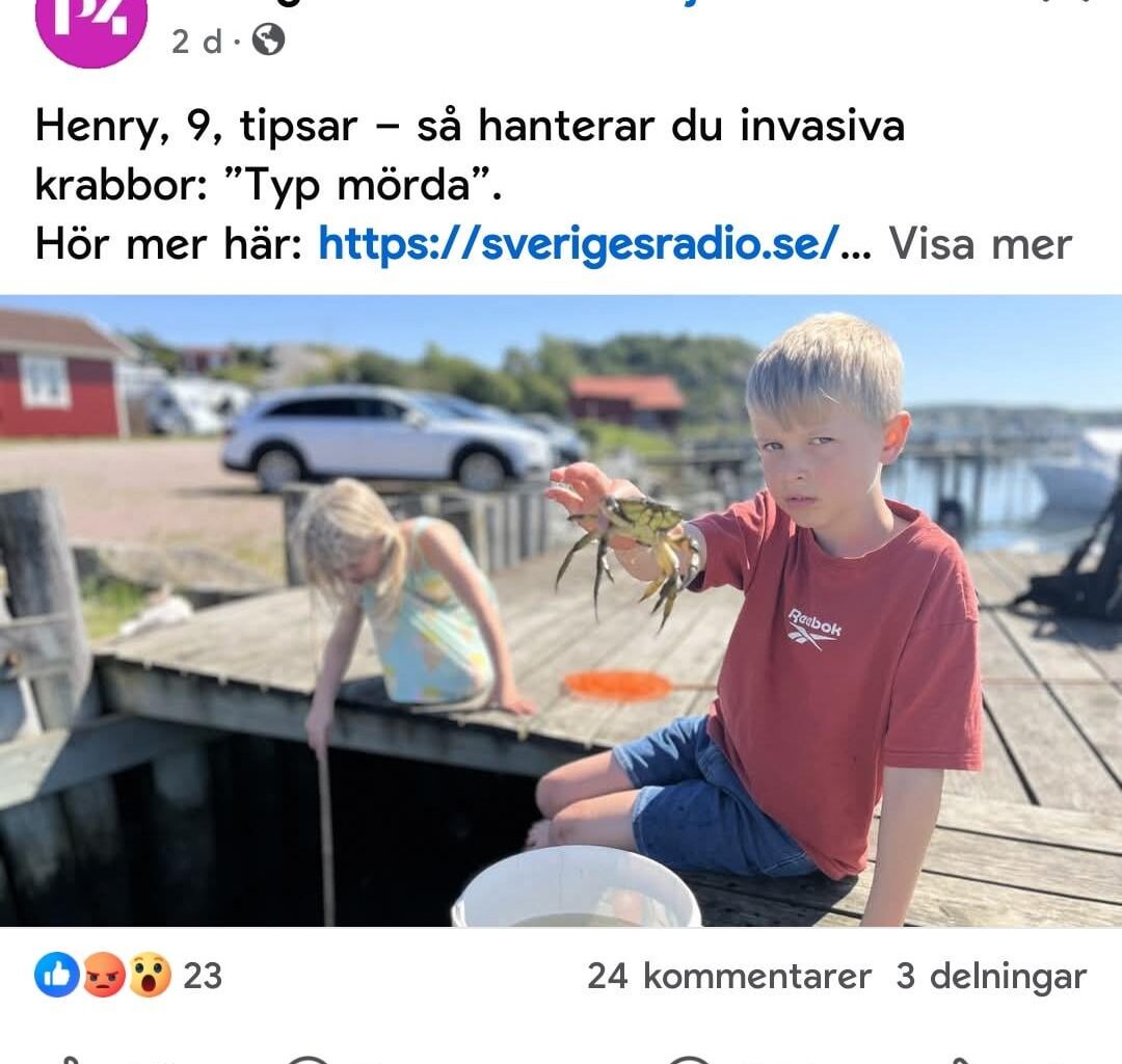 Typ mörda