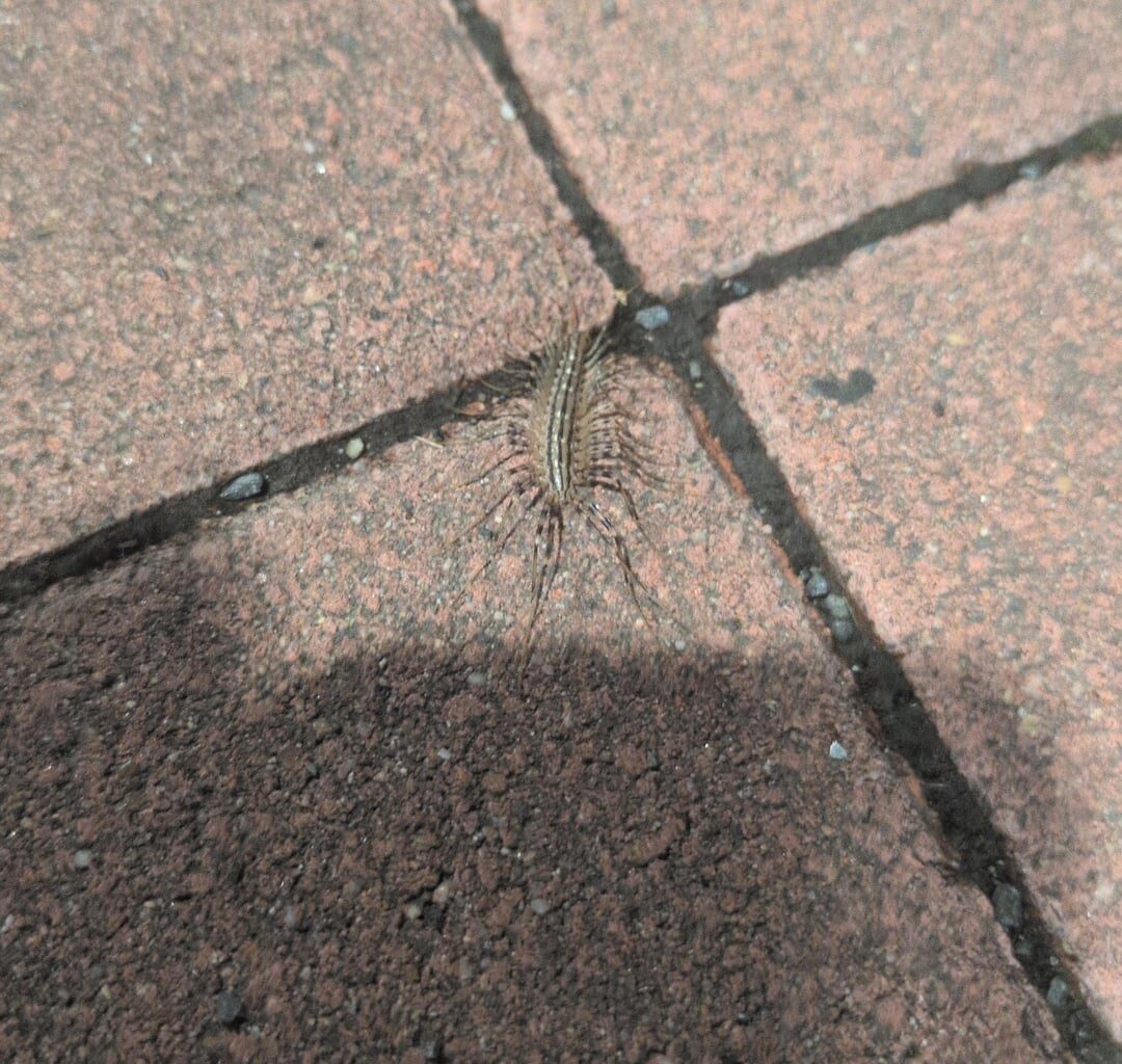 Ich habe das erste mal in natura einen Spinnenläufer gesehen
