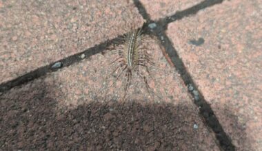 Ich habe das erste mal in natura einen Spinnenläufer gesehen