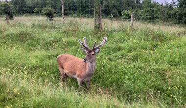 Wee visitor last night