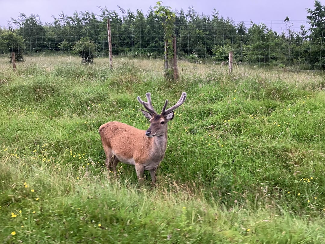 Wee visitor last night