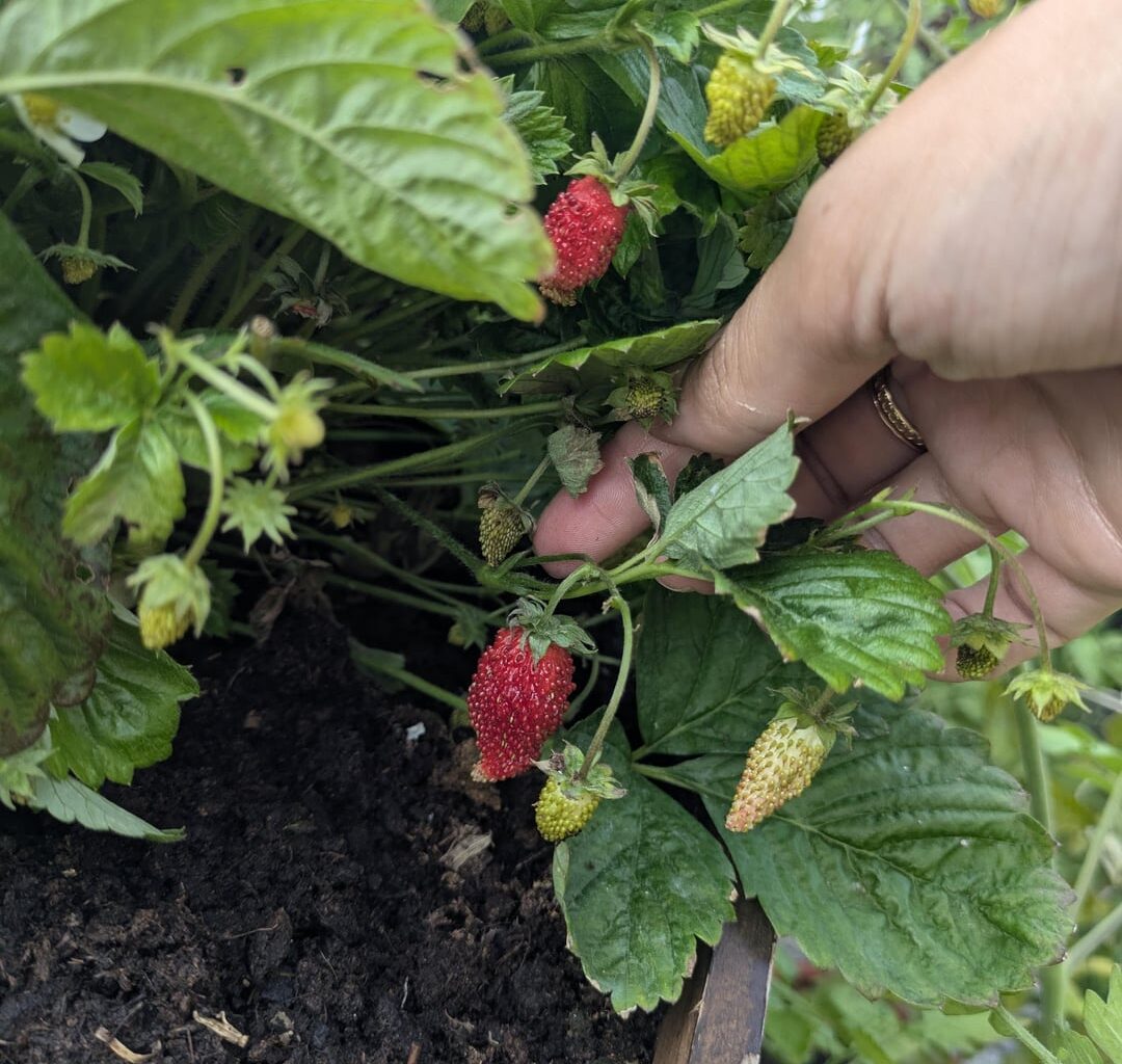 Was stimmt mit unseren Erdbeeren nicht? Sind es überhaupt Erdbeeren?!