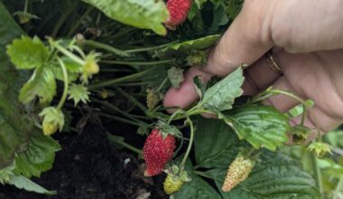 Was stimmt mit unseren Erdbeeren nicht? Sind es überhaupt Erdbeeren?!