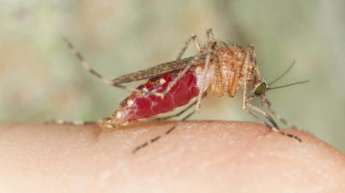 Rischio dengue e chikungunya in Italia: ecco dove