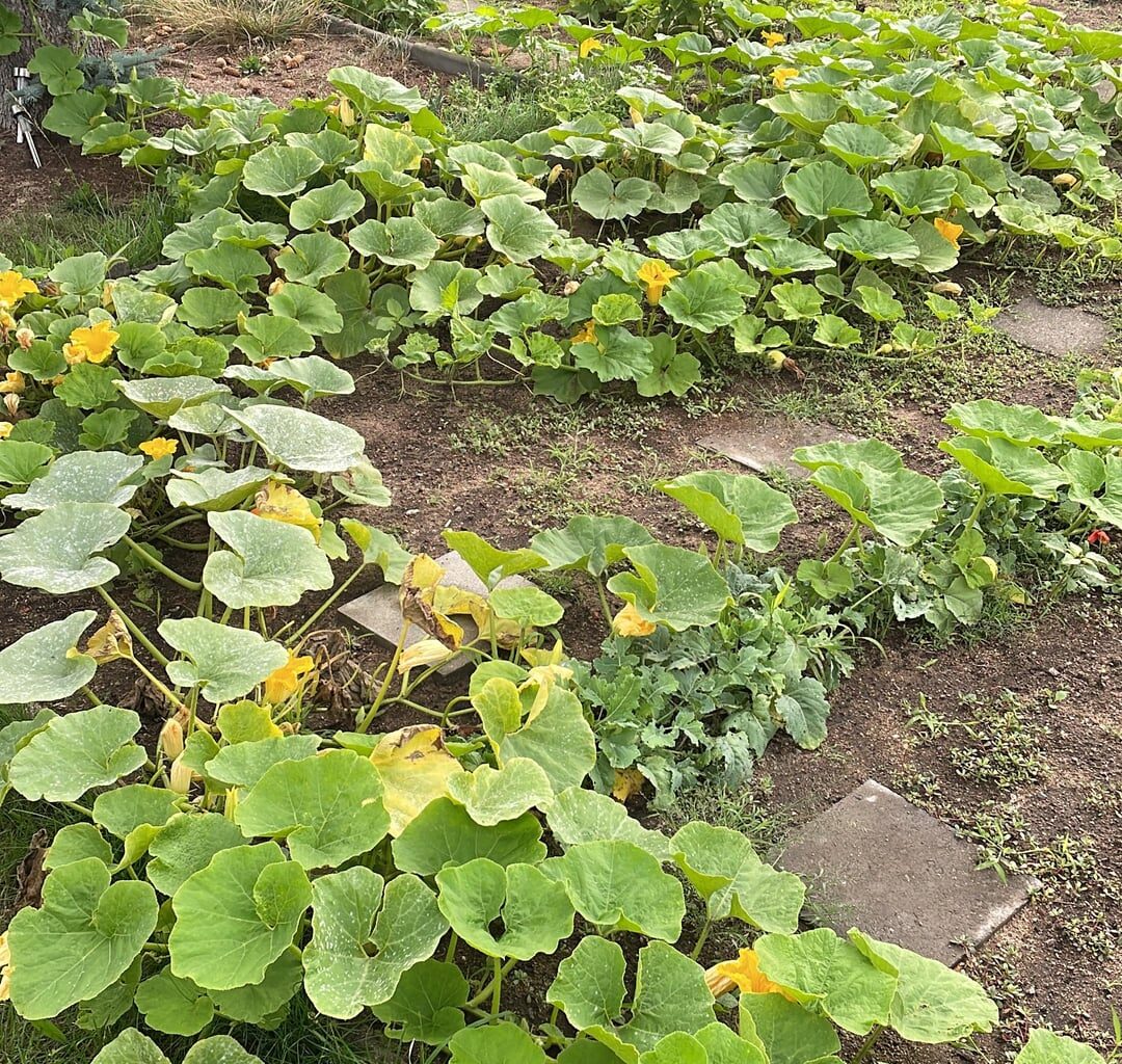 Erster Sommer im Garten