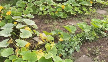 Erster Sommer im Garten
